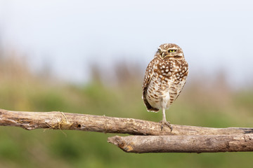 adult burrowing owl