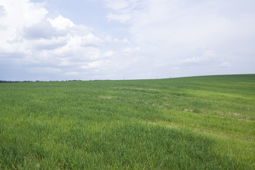 Fototapeta na wymiar Green field