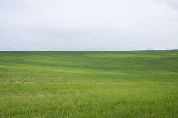 Obraz na płótnie Canvas Green field