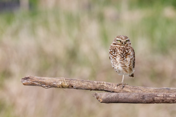 adult burrowing owl