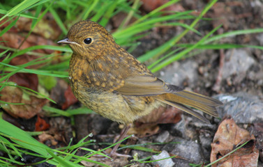 Juvenile robin
