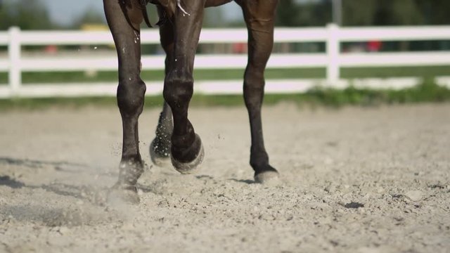 SLOW MOTION, CLOSE UP, DOF: Detail of horse legs working trot in big sandy outdoor riding arena. Female rider riding traver in dressage. Stallion performing haunches-in competing on the competition