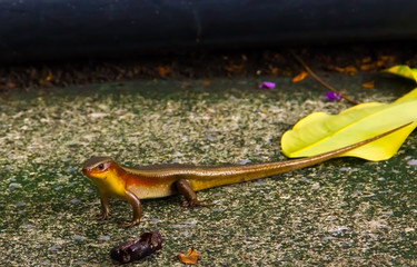 iguana