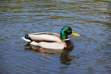 Beautiful duck