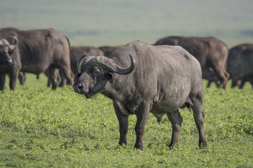 Fototapeta na wymiar Cape Buffalo, Ngorongoro Crater
