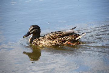 Beautiful duck