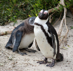 Obraz premium Boulders Beech Penguin