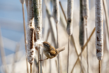 Brown Marsh Wren