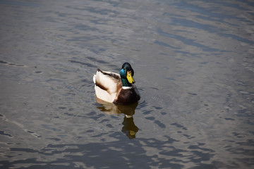 Beautiful duck