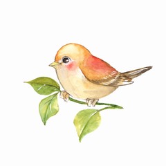 Bird on branch. Watercolor painting