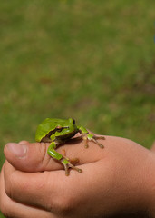 green little frog in children's hands
