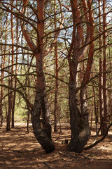 Day in the forest with mist and alder trees