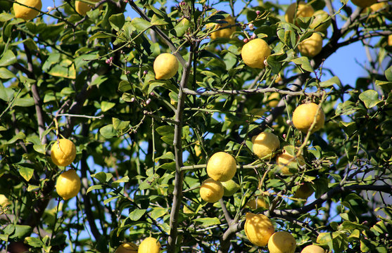Zitronenbaum mit frischen Früchten, Zitrusfrüchte