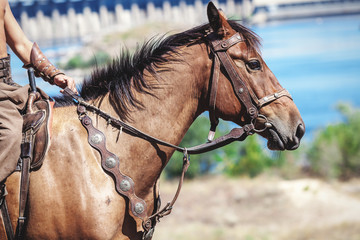 Fototapeta premium Horse and rider's hand on a background of a dam