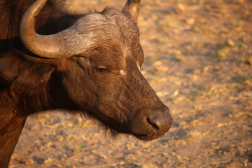Buffalo at sundowner