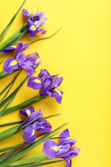 Purple iris flowers on yellow background