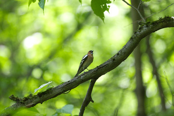 Chaffinch on a branch in spring forest