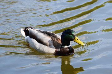 Beautiful duck