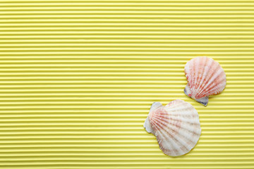 Sea shell on the yellow background