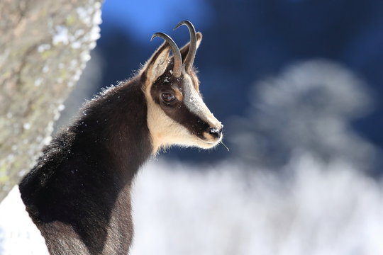 Chamois (Rupicapra rupicapra) in the winter Vosges Mountains, France