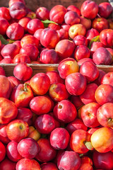 Nectarines at Farmer's Market