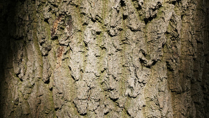 Textural background with bark of a tree
