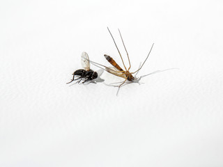 Wildlife study, Ugly dried mosquito and fly