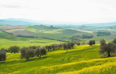 Fototapeta premium Landscape of tuscan countryside