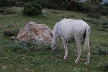 Obraz na płótnie Canvas Donkey eating in the field