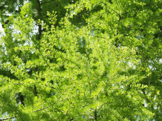 Larch. Spring background. The branches of larch in the rays of the bright sun. Coniferous tree with soft needles. Needles fall annually for the winter.