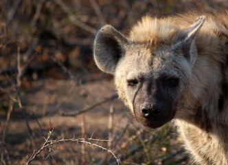 Hyena staring at the camera