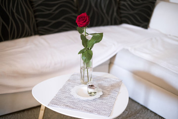 Red rose in living room
