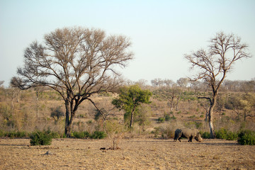 Rhinoceros - South Africa