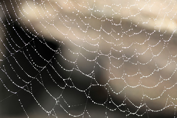 Fototapeta premium Spiderweb with drops, close-up