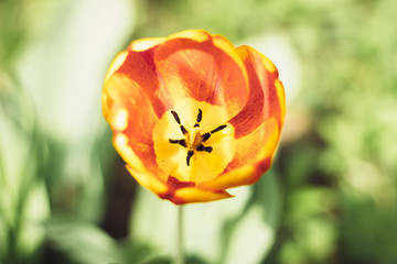 orange red tulip