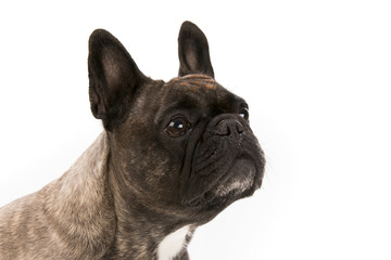 Portrait of an adorable French bulldog - studio shot, isolated on white background