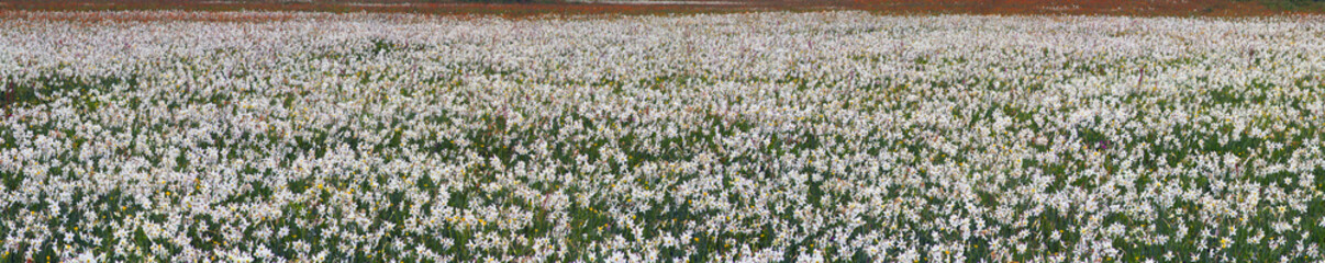 Obraz premium Valley of daffodils, Hust