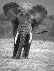 Fototapeta na wymiar Bull Elephant, Black and White
