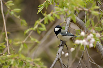 しだれ桜に留まるシジュウカラ