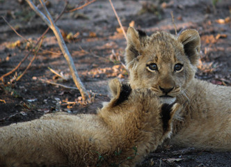 Lion cubs playing together