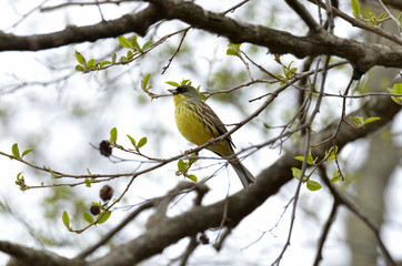 Naklejka premium アオジ