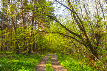 road through a summer green forest