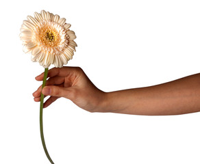 Womans Hand holding daisy flower, isolated on white background