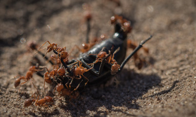 Ants vs. Beetle