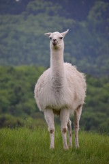 Fototapeta premium Llama