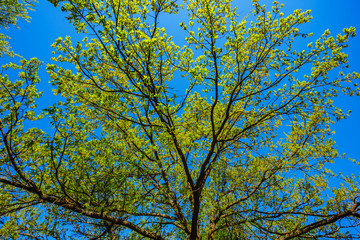 closeup green tree on a blue sky background