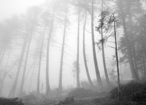 Fototapeta fog mountain green forest