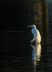 Great White Egret