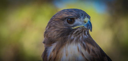 Closeup of Redtail Male