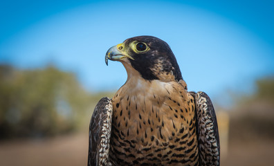 Peregrine Profile